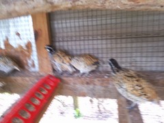 Mexican Speckled Bobwhite Quail Eggs for Sale 20+ Fertility Verified Clean eggs