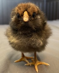 10+ Rare Breed Chicken Fertile Hatching Eggs Orpington, Cochin, Sweddish Flower