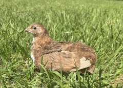 15+ RARE Celadon Coturnix Quail Hatching Eggs NPIP AI Free
