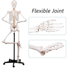Portable Life Size Skeleton Model with Rolling Bracket