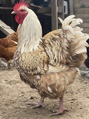 12+ Mix Chicken Hatching Eggs Ameraucans Orpingtons Wyandotte Maran Giant Cochin