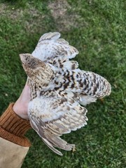 20 RARE Pansy & Sparkly 100% True Blue Celadon Coturnix Quail Hatching Eggs