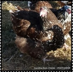 8+ English Chocolate Mottled Orpington Hatching Eggs