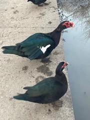 6 Fresh Muscovy duck eggs 3 Bronze 3 Black, for Hatching SHIPS 2 day FedEx