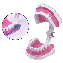 Dental Typodont Teeth Model with Braces Orthodontic Teaching Patient Demo Study