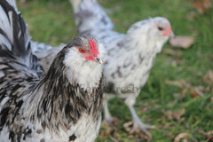 10+ Bantam Splash Ameraucana Fertile Hatching Eggs