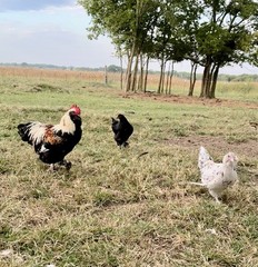 12+ Rainbow Chicken Hatching Assortment Ameraucana, Faverolles, Marans, EE / OE