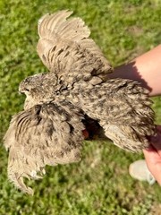 100+ RARE COLORS Coturnix Quail Hatching Eggs NPIP AI Free