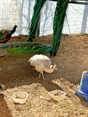 PRE SALE 4 Mixed PEACOCK Hatching Eggs, Ready to Ship IN 7-14 DAYS