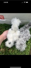6 Silkie Calico Splash/Calico Paint Project Pen Hatching Eggs NPIP/AI
