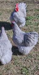 8+ English Lavender Cucko Orpington Hatching Eggs