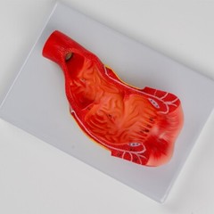 Anus Rectum and Anal Canal Human Medical Anatomy Teaching Model Display