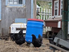 8 Pure Ayam Cemani Indonesia Fresh Fertilized Chick Hatching Black Chicken Eggs