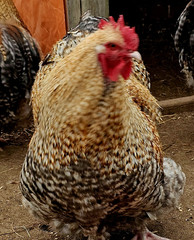 8+ English Crele orpington Hatching Eggs