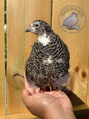 24 JUMBOS RARE COLORS Coturnix Quail Hatching eggs – assorted colors variety