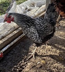 Silver Laced Whyndotte Hatching Eggs 12+2 Eggs