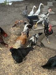 12+6 Fresh Fertile Hatching Eggs, Blue, Green, Mint, Olive, BYM +Cemani +