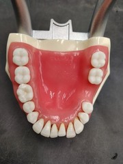 Kilgore Nissin Dental Model Typodont P15DP-TR.56C.1-QF Periodontal Hygiene Board
