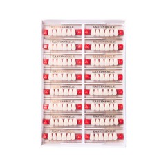Dental Acrylic Resin Tooth Denture False Teeth Upper Anterior Lower 6Set*16Pc