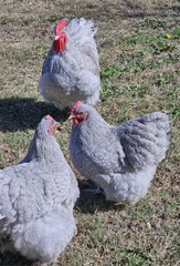 8+ English Lavender Cucko Orpington Hatching Eggs