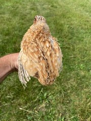 12 + Jumbo Pharoah Coturnix ,Jumbo Italian, white Quail Hatching Eggs