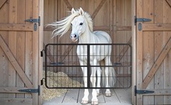 48″×24″ Carbon Stell Horse Stall Gate Two-Way Steel Stall Door for Barn &Horse