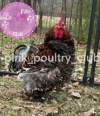 8 RARE high quality Bantam Cochin hatching eggs Mottled Porcelain Mille Frizzle