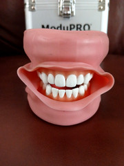 ModuPRO Dental Hygiene Plus MP-DH520_O ACADENTAL Typodont Dental Student Model