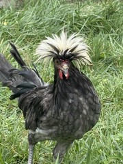 12+ FERTILE CHICKEN PUREBRED POLISH HATCHING EGGS QUICK SHIP USPS PRIORITY MAIL