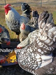 Silver Laced Wyandotte (12) 🐣 fertilized hatching eggs.Please read description.