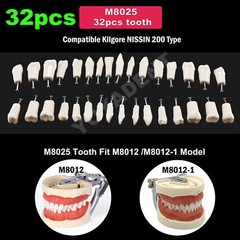 Dental Typodont Replacement Screw-in Teeth Model fit Kilgore NISSIN 200/500 Type