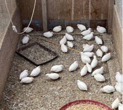 25 BUTTON QUAIL EGGS from 12+ vars ships 2 day FEDEX PLEASE READ Carton Packed