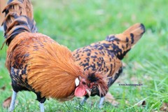 10+ Gold Appenzeller Chicken Hatching Eggs