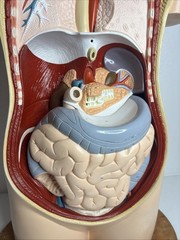 Denoyer-Geppert Body Torso Anatomical Model See Description