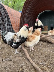 6+ LF Salmon Faverolle Hatching Chicken Eggs
