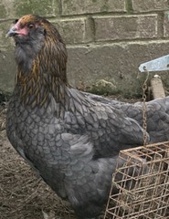 12 BYM Chicken Hatching Eggs Ameraucana Orpington Wyandotte Maran Cochin Brahma