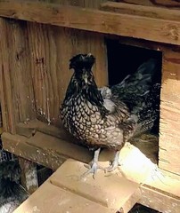 6 Pure Fancy & Rare Cross Chicken Hatching Eggs