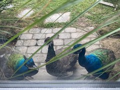 PRE SALE 4 Mixed PEACOCK Hatching Eggs, Ready to Ship IN 7-14 DAYS