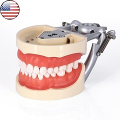 Kilgore Nissin 200 Type Dental 32pc Typodont Model Removable Teeth Mounting Pole