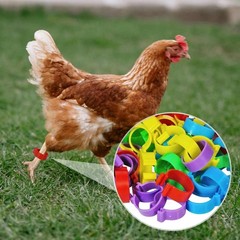 Durable 20mm Poultry Leg Bands – 50 Pack with 5 Vibrant Colors for Easy Sorting