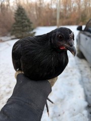 8 + Mug, Pumpkin, Blue, Black, RQ cross chicken hatching eggs