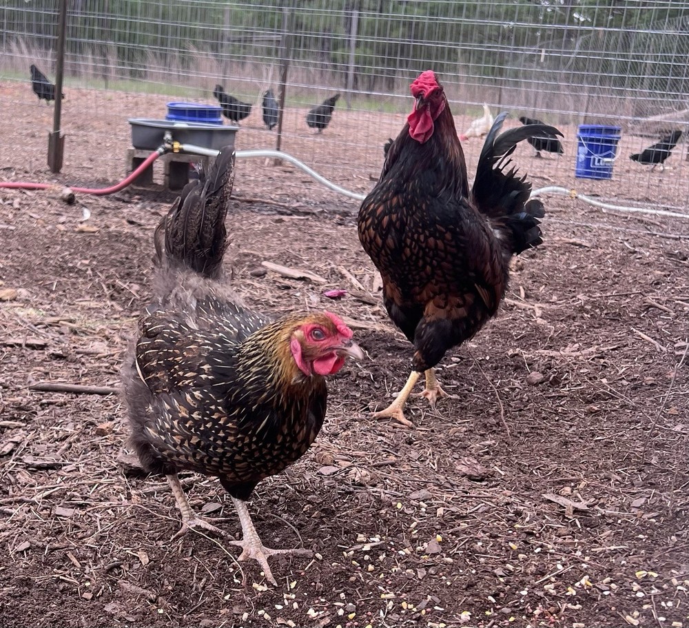 3 PUREBRED GOLD & SILVER LACED WYANDOTTE Organic, Free Range Hatching EGGS.