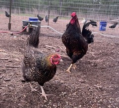 3 PUREBRED GOLD & SILVER LACED WYANDOTTE Organic, Free Range Hatching EGGS.