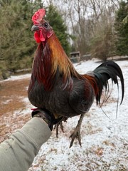 8 + Mug, Pumpkin, Blue, Black, RQ cross chicken hatching eggs