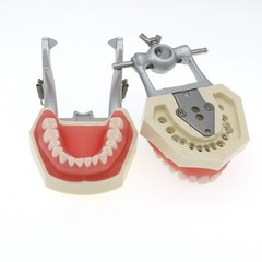 Dental Typodont Teeth Model With Removable Teeth fit Kilgore NISSIN 200/500 Type