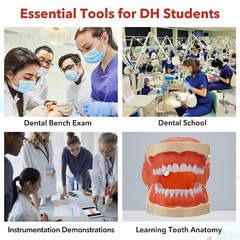 New Dental Simulator Mannequin Head Teeth Model Typodont Model &Teeth Mount Pole