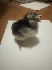 10 Giant Chicks Hatching Eggs- Indio Gigante X Dual Purpose Prolific Egg Layers