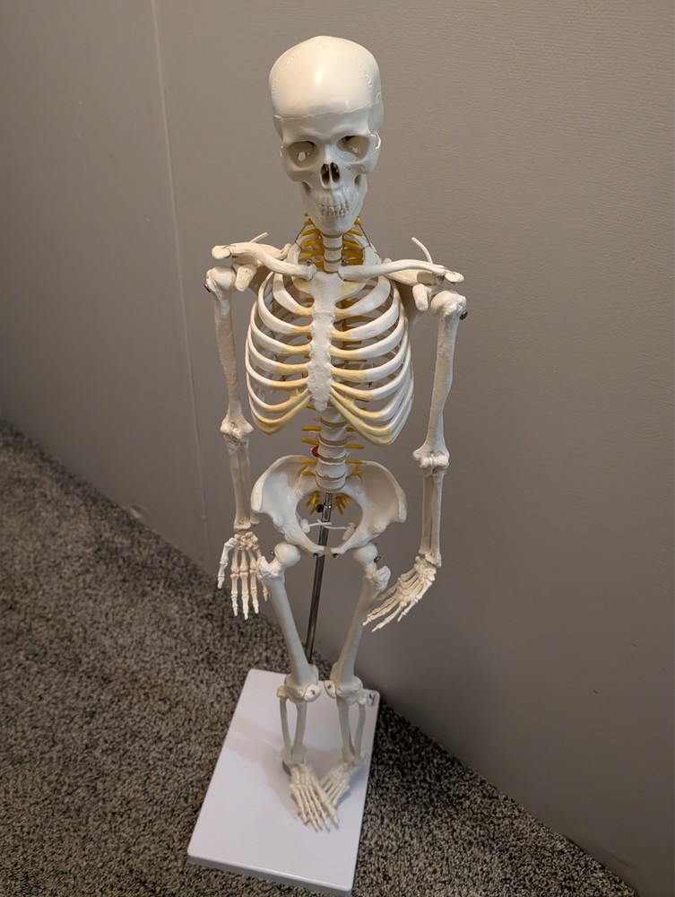 medical skeleton model 33in Wellden brand on stand