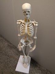 medical skeleton model 33in Wellden brand on stand