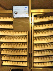 20 PUREBRED FRESH WELSH HARLEQUIN FERTILE HATCHING DUCK HATCHERY SUPPLY QUICK